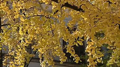 秋天的银杏树叶下落慢镜头视频的预览图